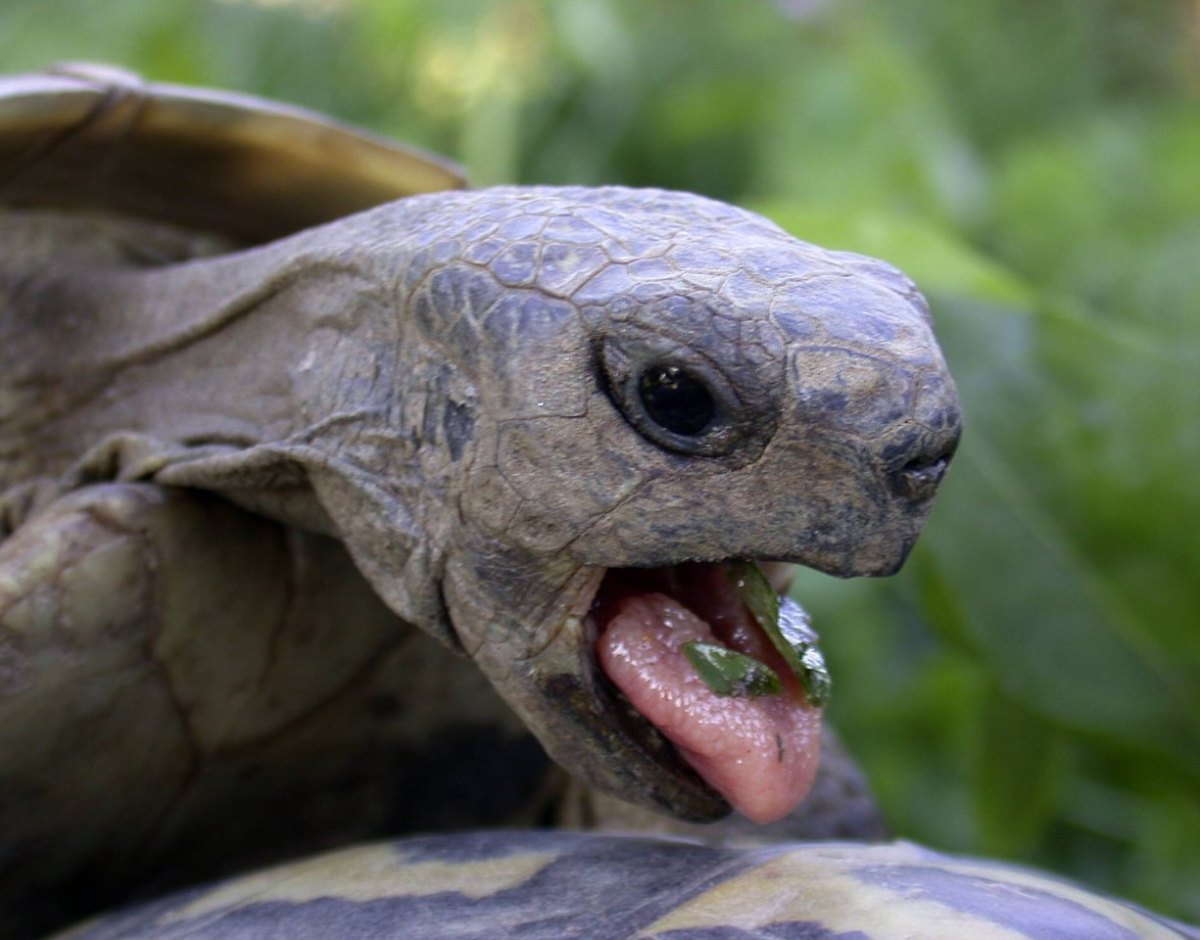 Schildkröte Imago