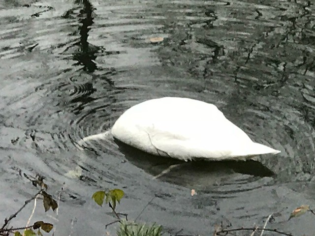 Schütz möchte dem Schwan helfen, dessen Flügel sich in einer Angelschnur oder einem Netz verfangen hat.