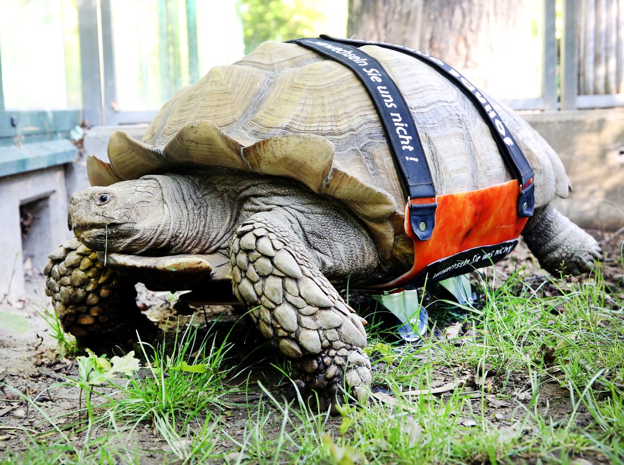 Spornschildkröte Helmut kann sich dank Rollbrett endlich wieder normal bewegen.picture alliance/dpa | Roland Weihrauch