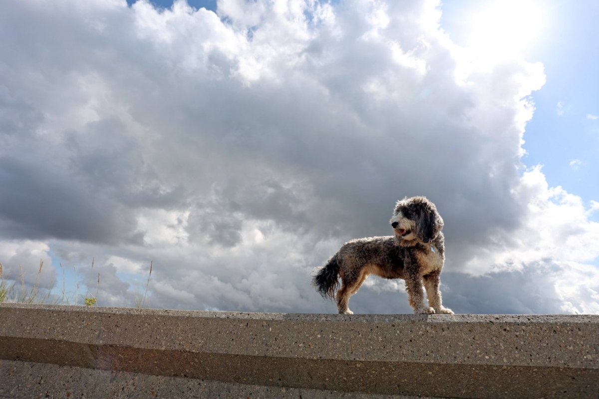 Sturm Hund.jpg