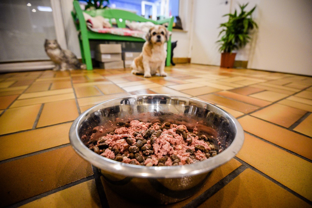 Im Tierheim Essen hatte es mehrere Coronafälle gegeben. Nun kann die Tier-Vermittlung wieder beginnen. (Archivbild)