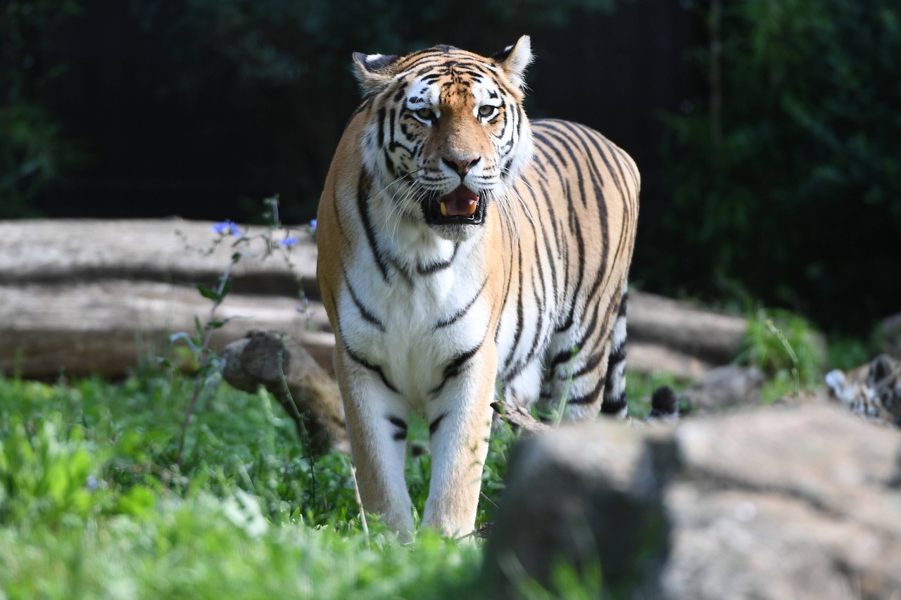 Schock-Fund im Zoo Duisburg! (Symbolbild)