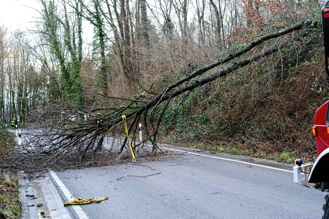 Unwetter in NRW: Bei einem umgestürzten Baum kommt es auf die Ursache des Baumsturzes an. (Symbolbild)