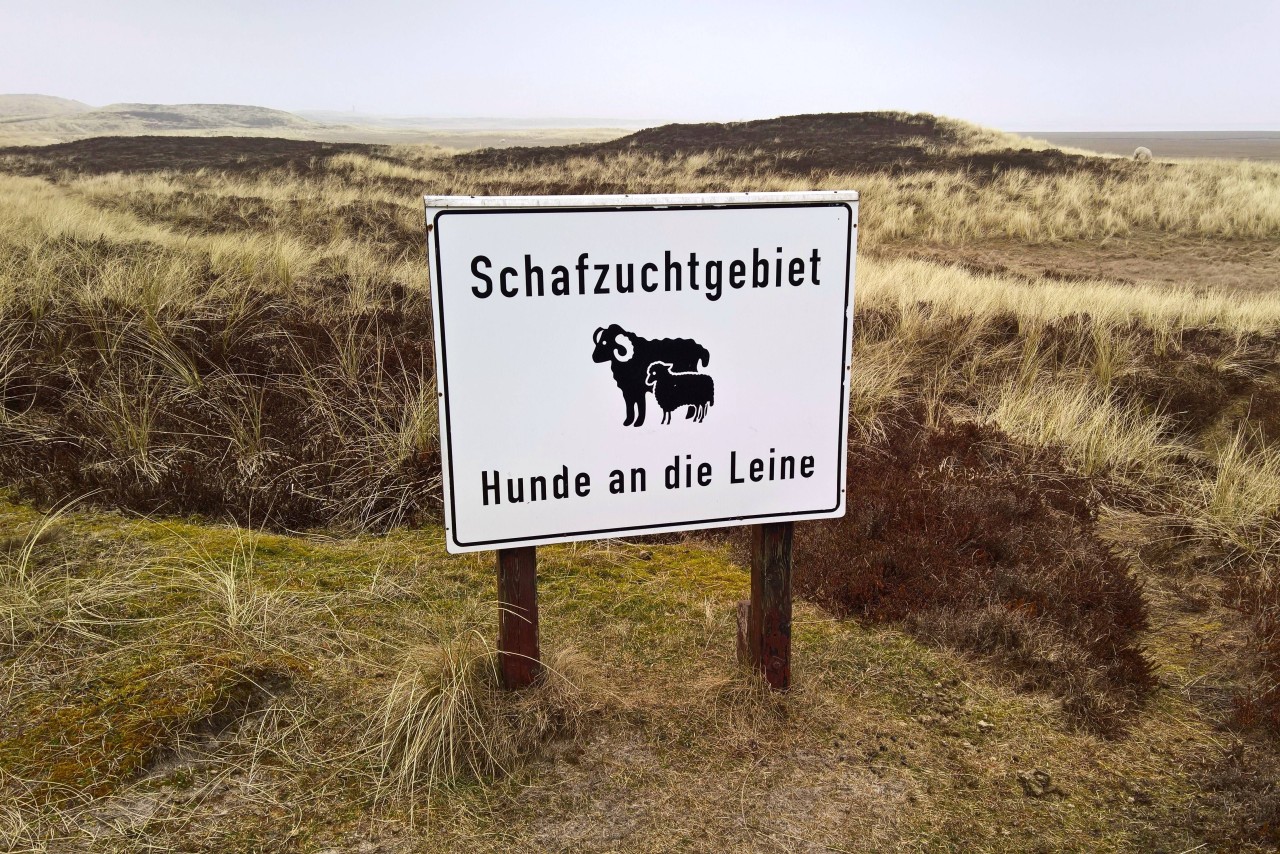 Urlaub an der Nordsee: Hunde müssen in manche Gebieten an der Leine geführt werden.