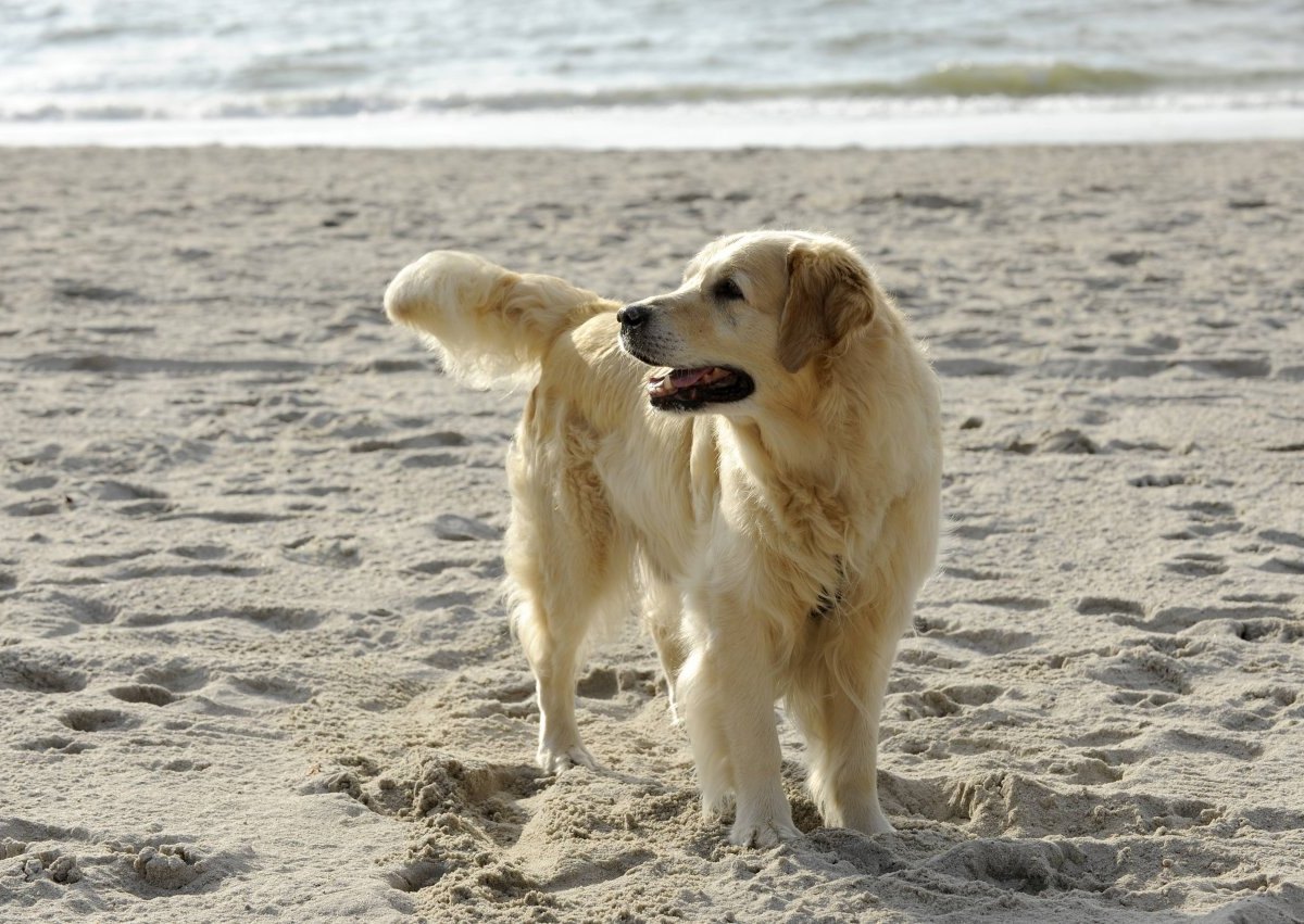 Urlaub an der Nordsee .jpg