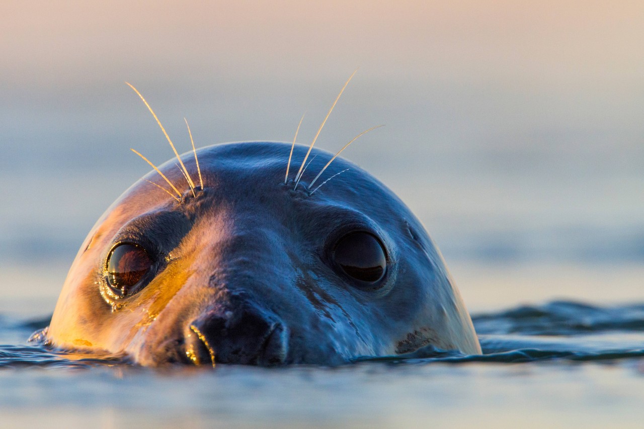 Urlaub an der Nordsee: Trotz des süßen Hundeblicks ist die Kegelrobbe Deutschlands größtes Raubtier. (Symbolbild)