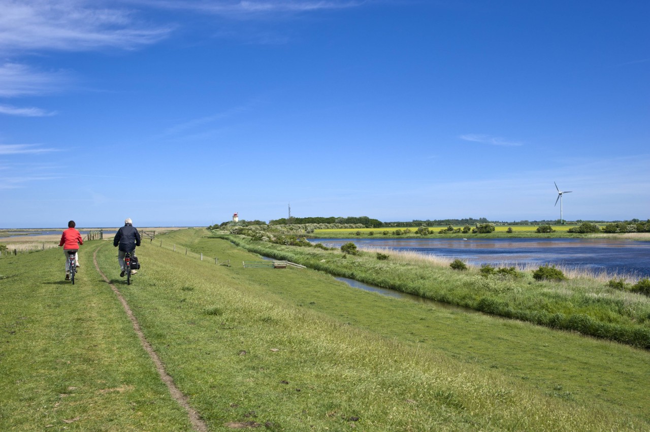 Das Verhalten von Radfahrern sorgt derzeit für Ärger auf Fehmarn. (Symbolbild)