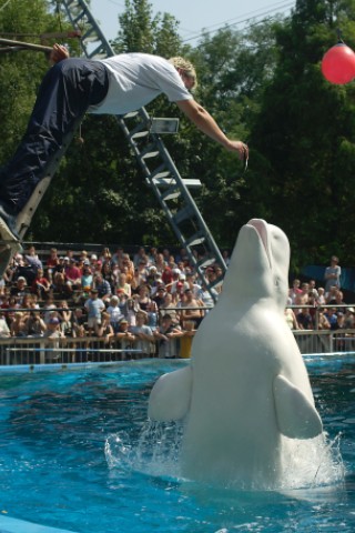 ... allein im Becken: Denn stets an seiner Seite war Kumpel Yogi, ... 