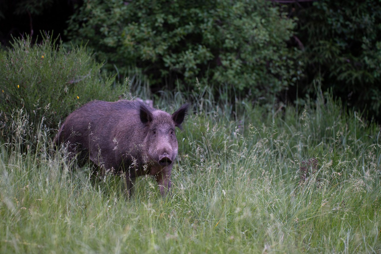 Wildschweine haben sich in Fukushima mit Hausschweinen gepaart (Symbolfoto).