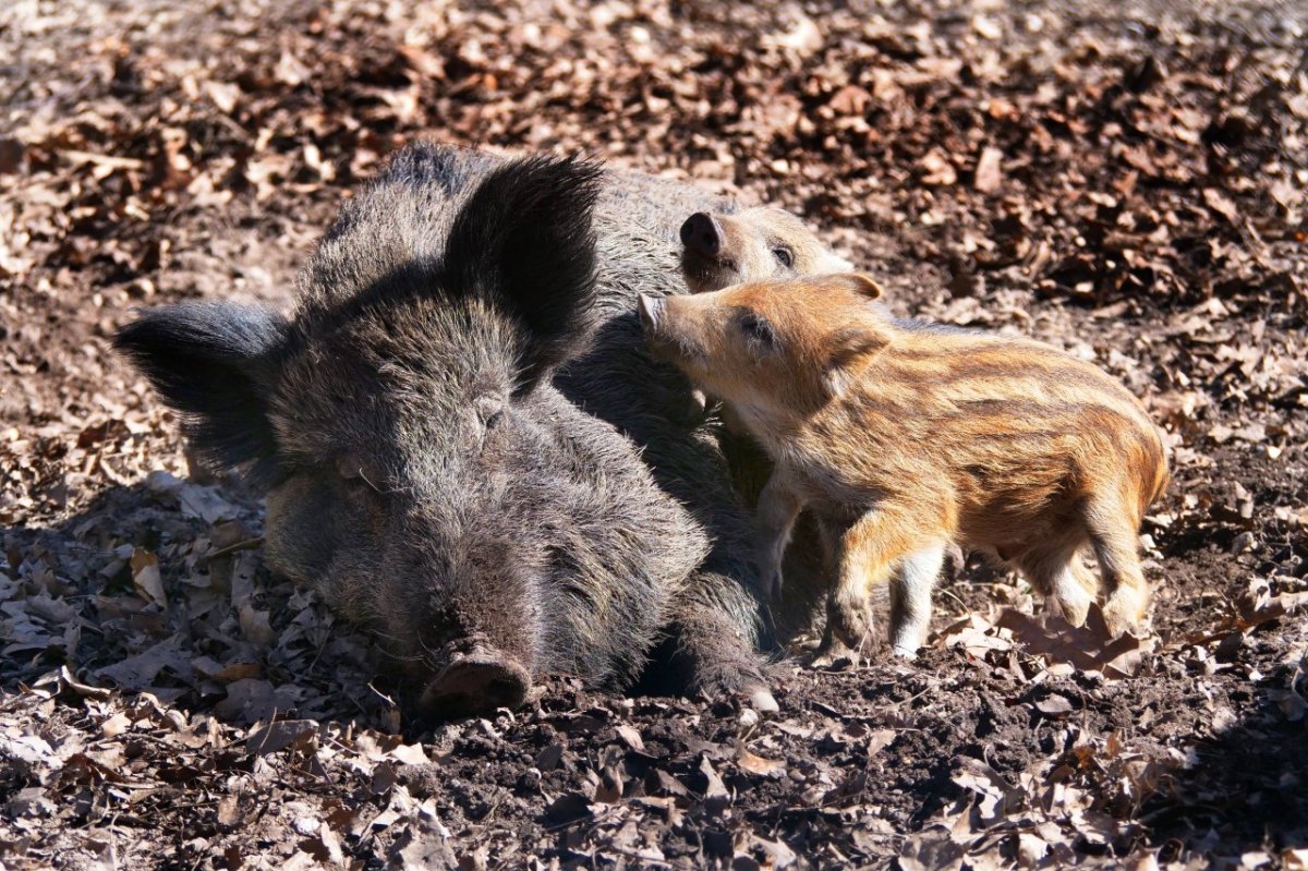 Wildschwein.jpg