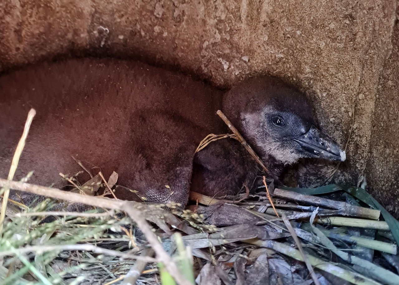 Das erste Brillenpinguin-Baby im Zoom Gelsenkirchen.