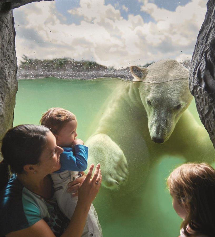 ZOOM_Erlebniswelt_ Spannende Begenung mit Eisbaer (Large).jpg