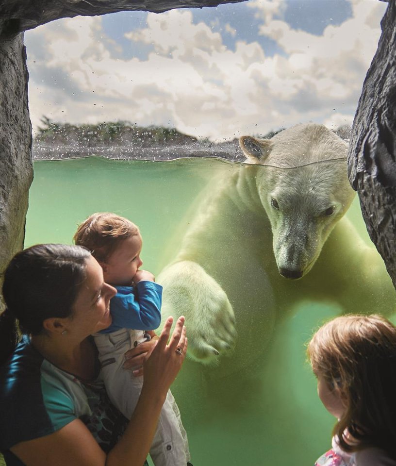 ZOOM_Erlebniswelt_ Spannende Begenung mit Eisbaer (Large).jpg