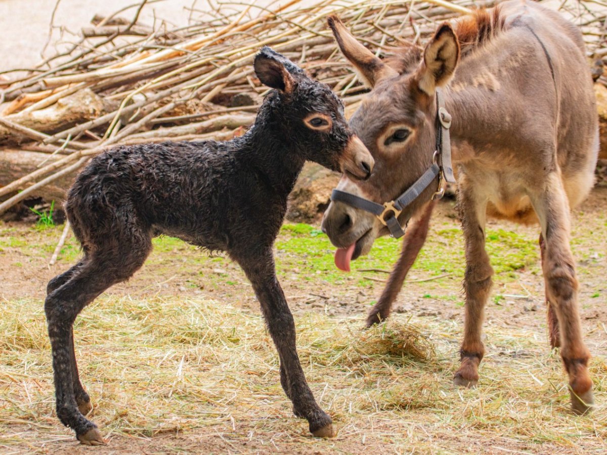 Zoo_Dortmund.jpg