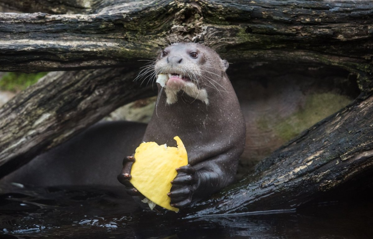 Zoo_Duisburg.jpg