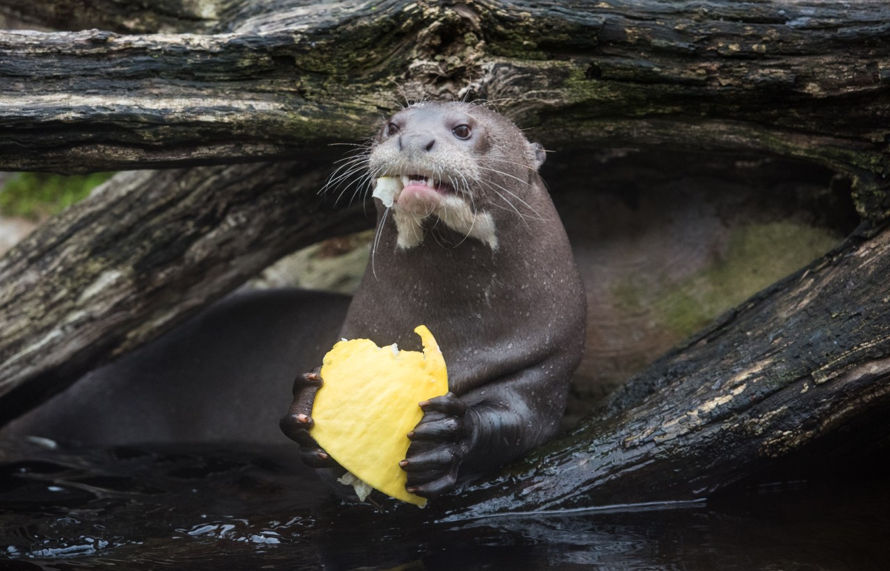 Im Zoo Duisburg gelten nun die Sommeröffnungszeiten. (Symbolbild)