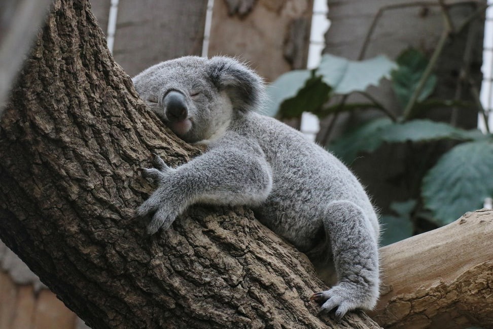 „Tarni“ fühlte sich im Zoo Duisburg sichtlich wohl.