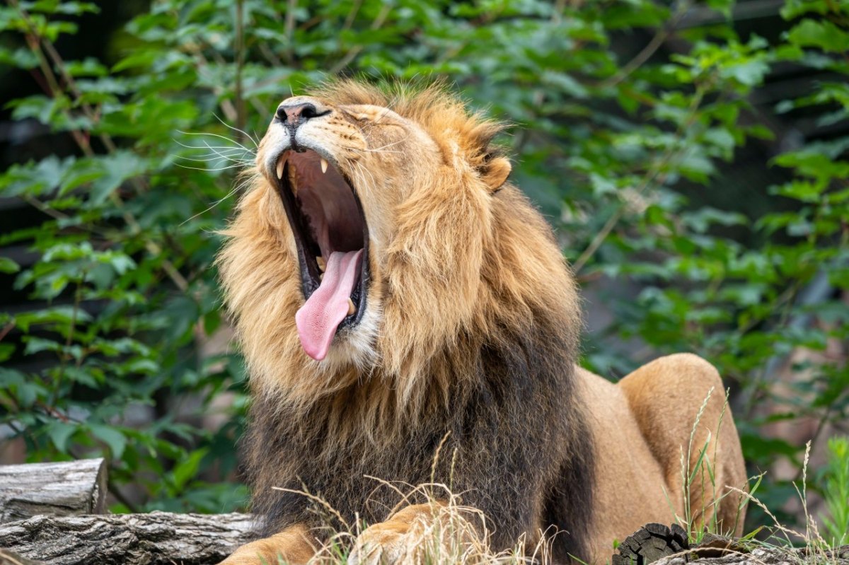 Zoo Duisburg