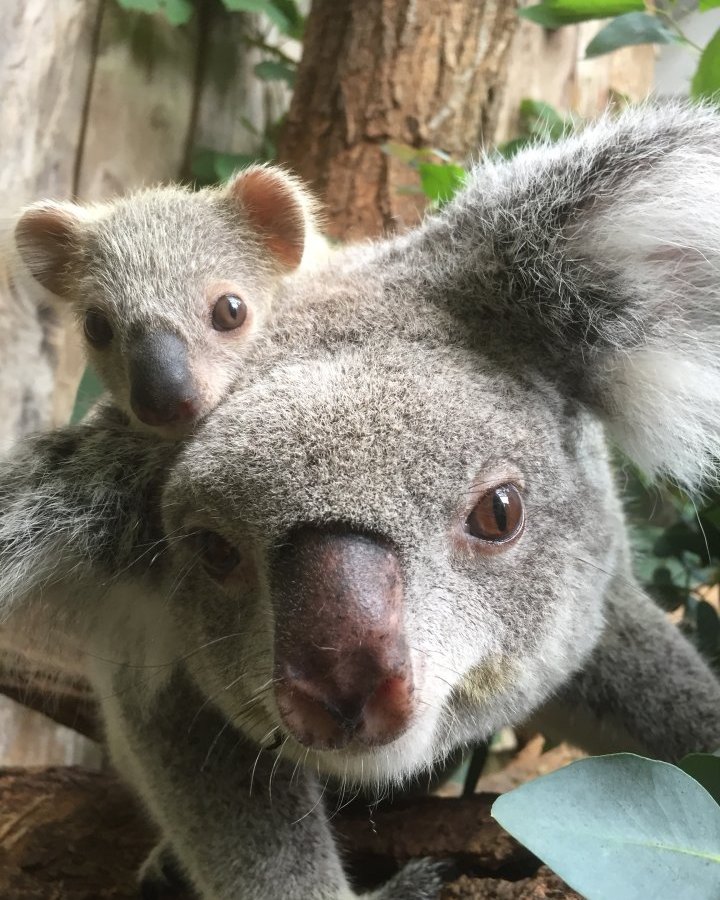 Zoo Duisburg_Eora mit Koalajungtier 2018.jpg