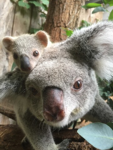 Mama Eora und das kleine Koala-Jungtier.