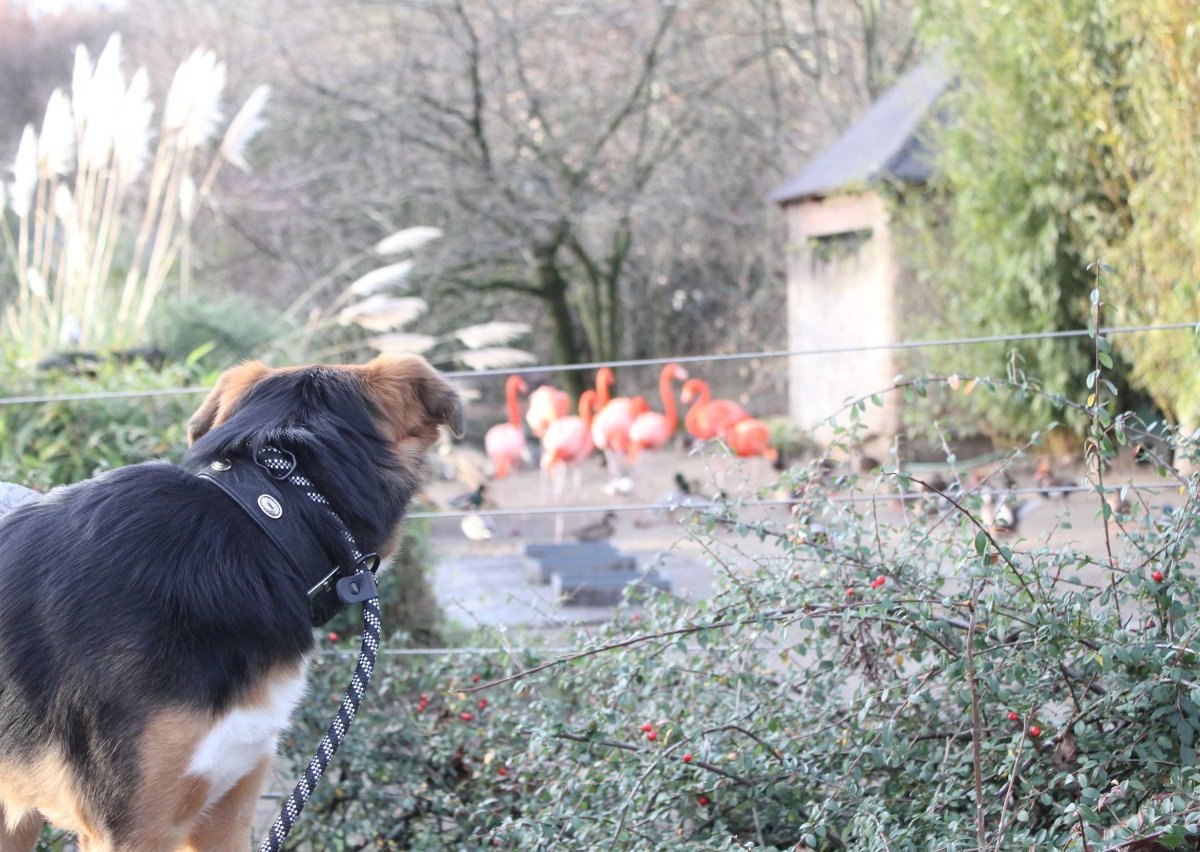 Zoo_Duisburg_Hunde_im_Zoo.JPG