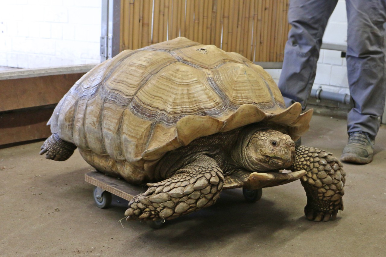 Schildkröten-Herr Helmuth auf seinem Skateboard.