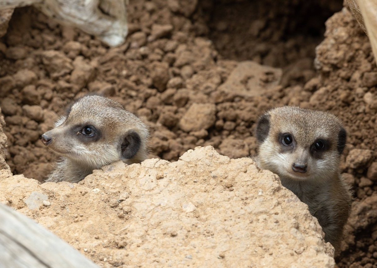 Zoo München: Tödliche Tragödie! Tierpfleger checkt morgens das Erdmännchen-Gehege – dann folgt der traurige Schock