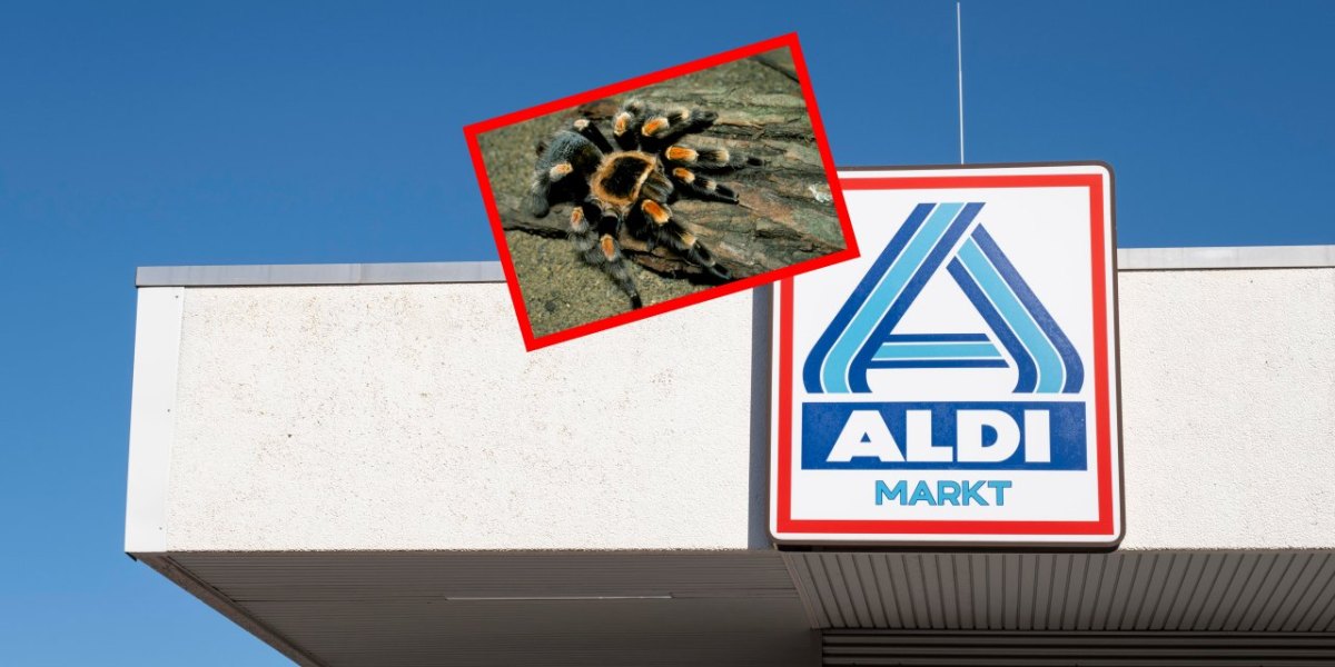 aldi nrw spinne.jpg