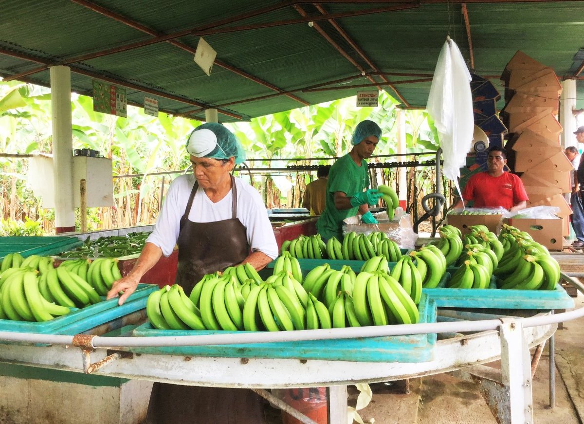 bananenernte-mirjam-haegele_-oxfam-deutschland~a6aead10-c2ca-4ab4-9a82-583ec47ee3f6.jpg