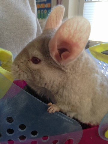 Die drei Chinchillas sind alle wohlauf. Sie sind nun im Mülheimer Tierheim.