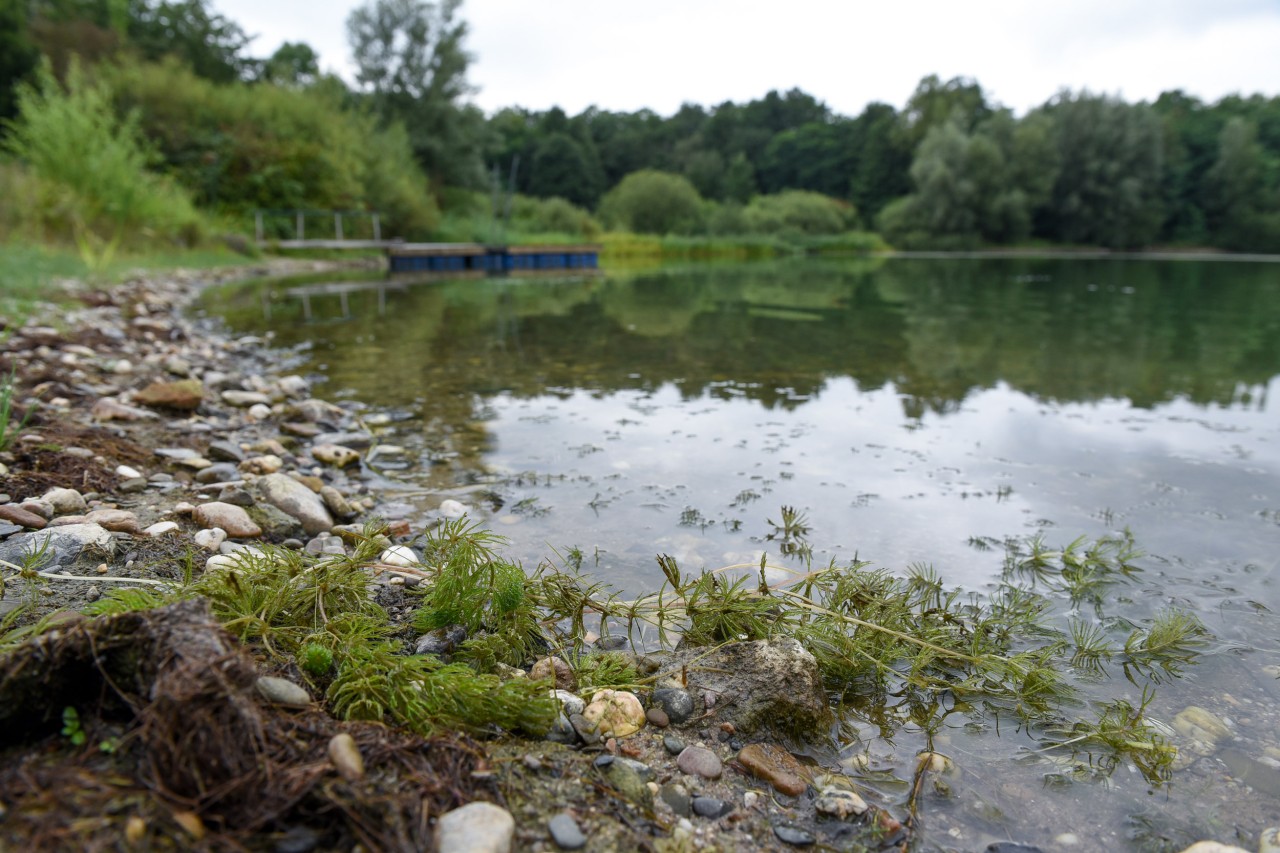 Den großen Toeppersee hat es übel erwischt - alles voll Blaualgen.