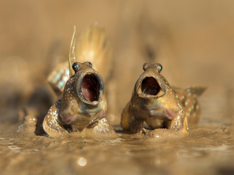 „Mudskippers Got Talent“, der Titel dieses Fotos, ist vermutlich eine Anspielung auf die US-Talentshow „America’s Got Talent“. Daniel Trim hat es in Thailand aufgenommen. Zu gerne würde man den beiden Schlammspringern bei ihrem Duett zuhören.