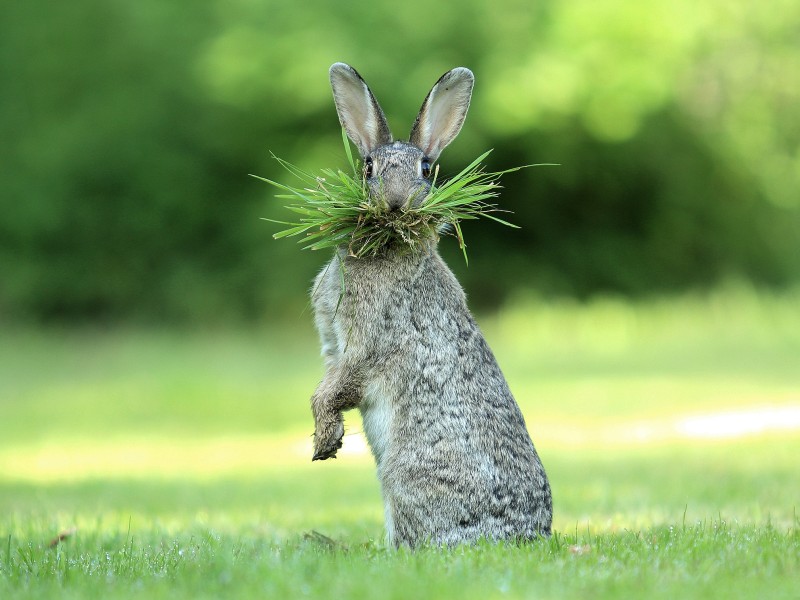 Olivier Colle ist in Belgien dieser Hase vor die Linse gehüpft. Dem Foto gab Colle den Titel „Eh What’s Up Doc?“ – „Ey, was ist los, Doc?“.