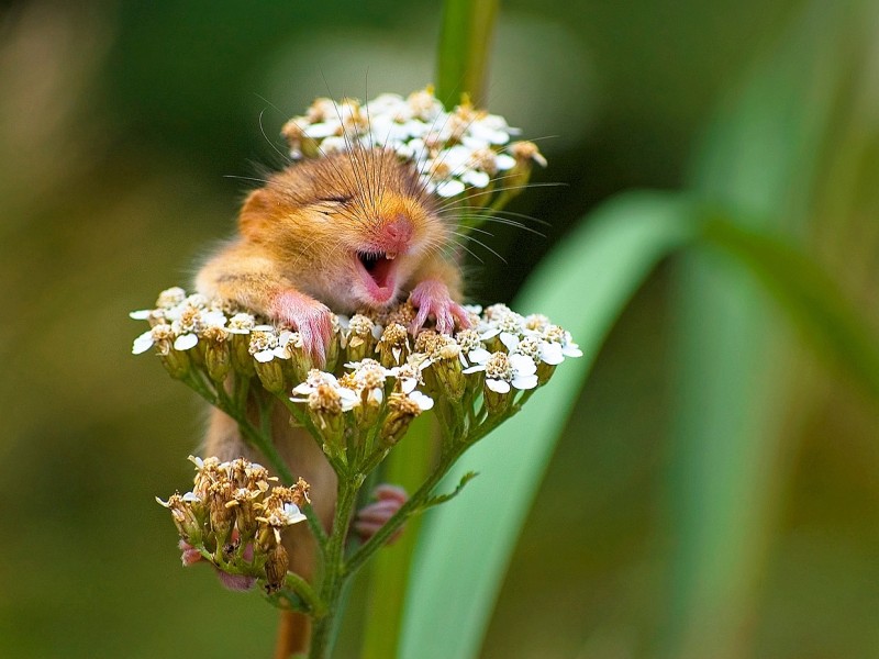 In der Kategorie „An Land“ gewann „The Laughing Dormouse“ – „Die lachende Haselmaus“ – von Andrea Zampatti aus Italien. Doch nicht nur Mäuse an Land, auch andere Tiere bringen den Betrachter zum Lachen.
