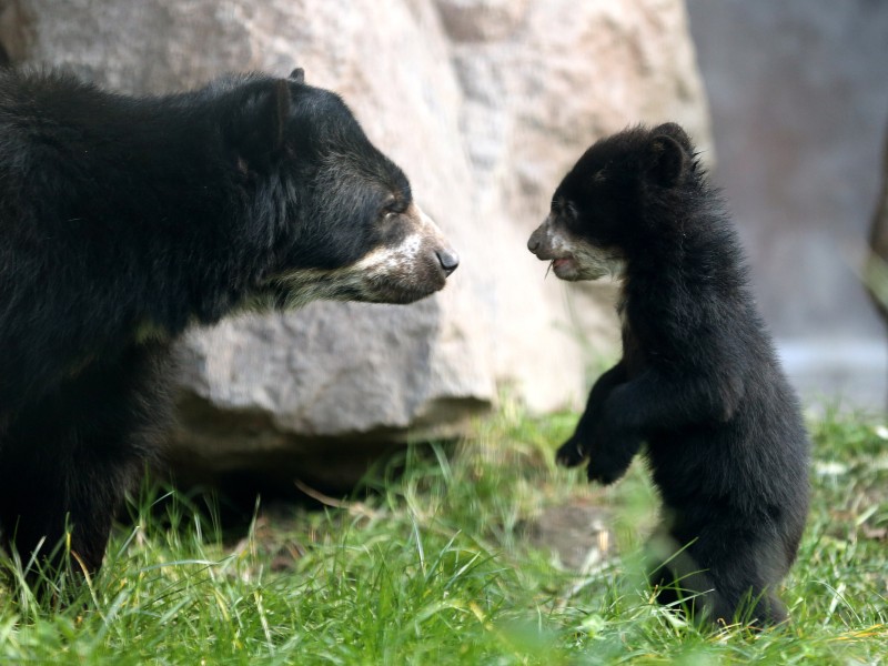 So klein und goldig waren die Brillenbären im Duisburger Zoo noch im Februar. 