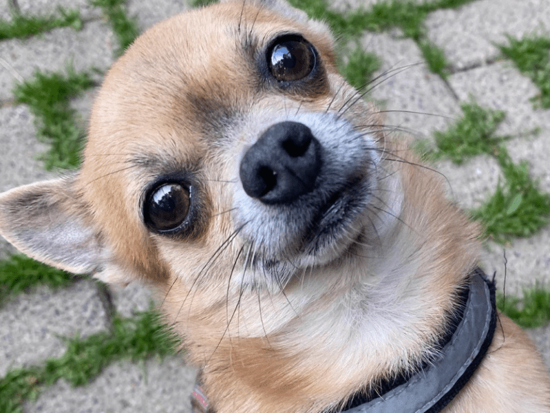 chico.png