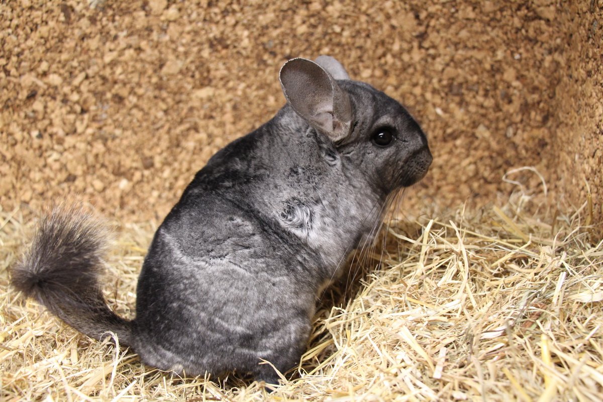 chinchilla.jpg