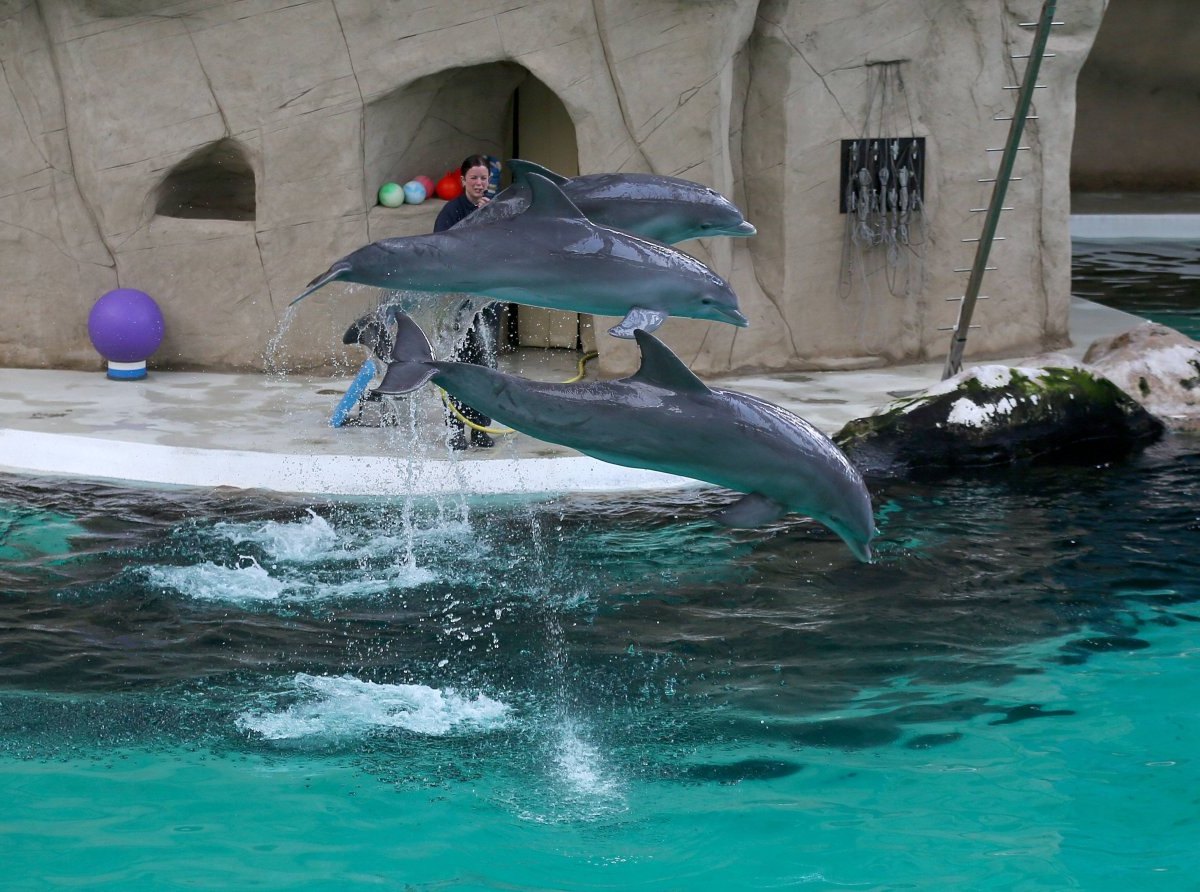 delfinarium-duisburg2.jpg