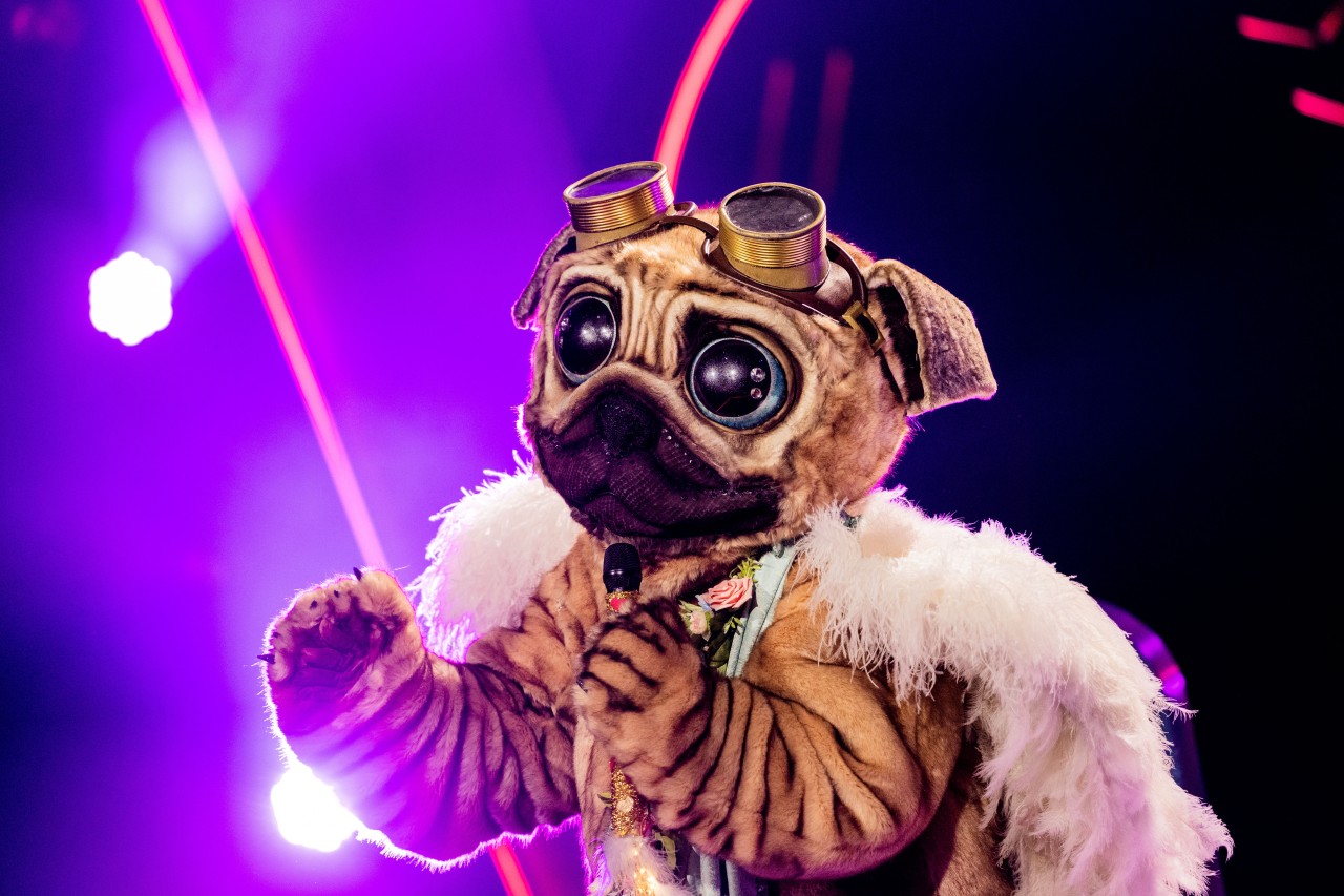 Der Mops bei The Masked Singer. 