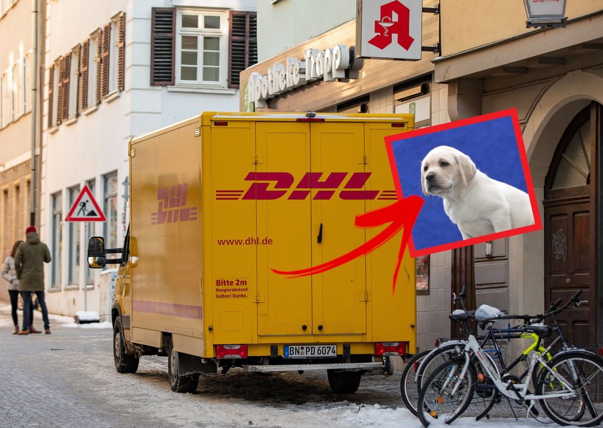 dhl-hund-paket