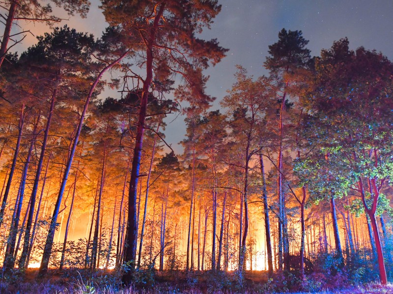 Bei Klausdorf brennt hell erleuchtet ein Kiefernwald. Es hat seit Wochen nicht geregnet.