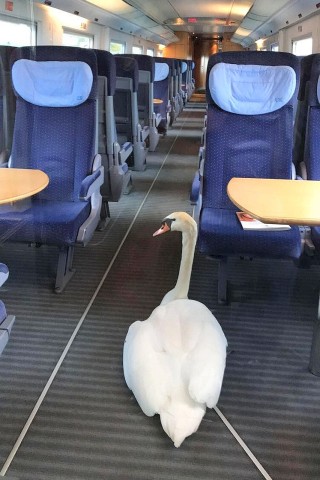 Der Schwan wirkte etwas orientierungslos, als er zum ersten Mal Zug fuhr.