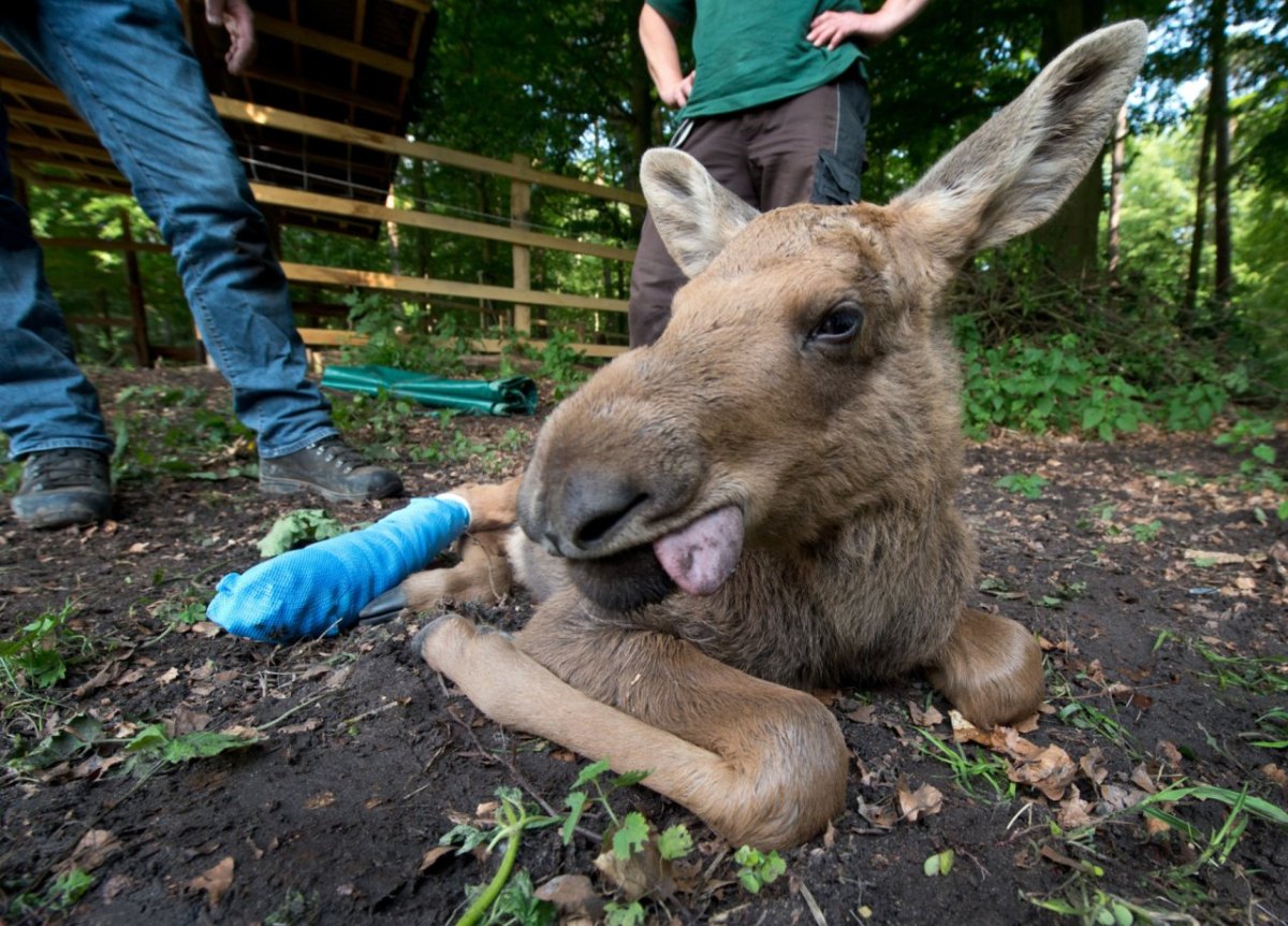 elch herbert hanau wildpark.jpg