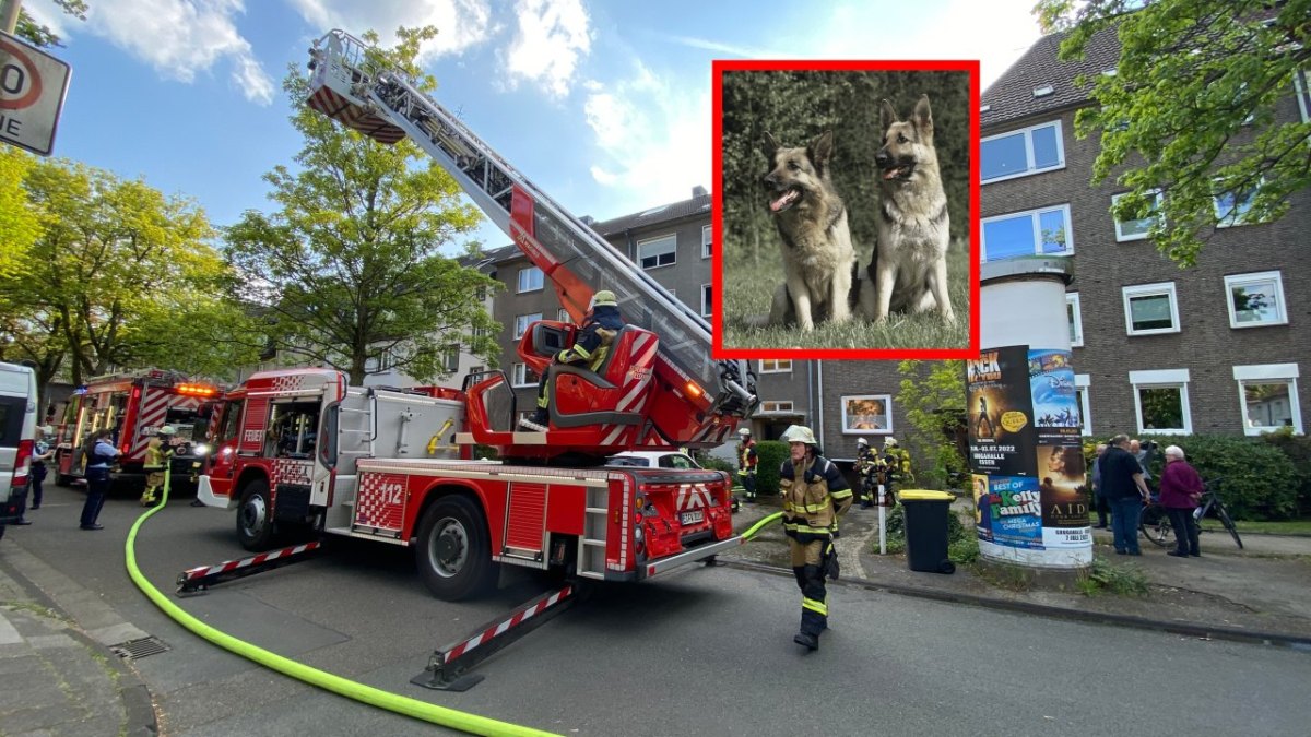 essen hund feuerwehr.jpg