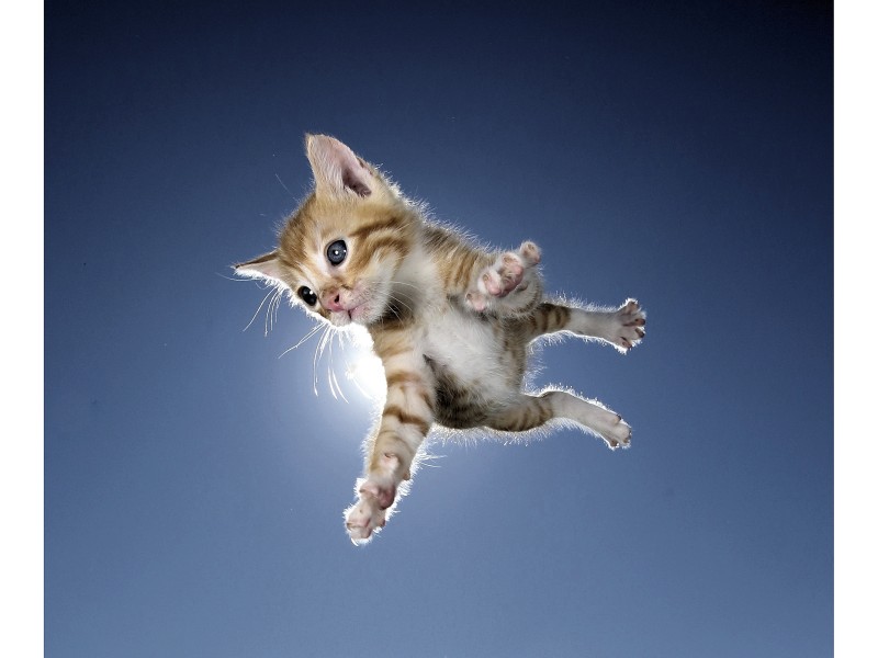 Vor einem blitzblauen Himmel wurde diese Katze mit der Kamera „eingefroren“ – und so steht sie für den Monat Februar Pate.
