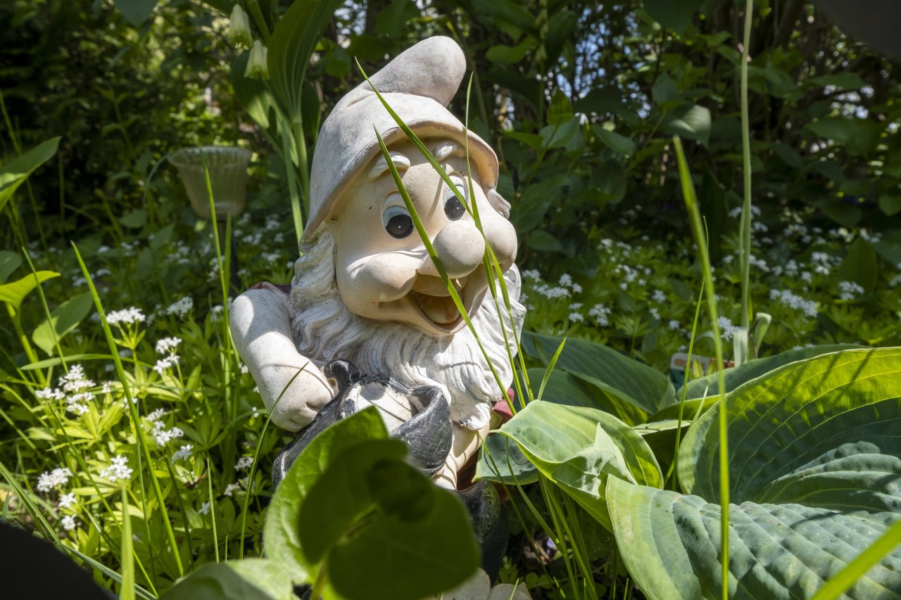 In vielen Schrebergärten waren Gartenzwerge früher nicht wegzudenken. (Symbolbild)