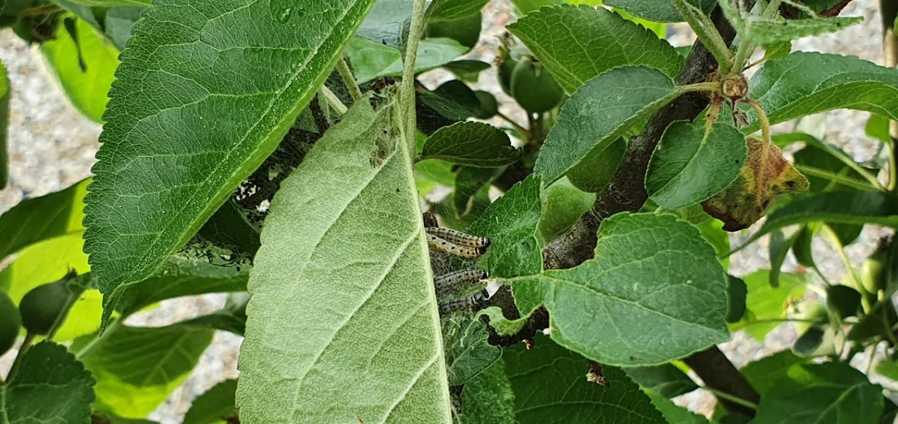 Die Frau fand mehrere dieser Raupen auf ihrem Apfelbaum.