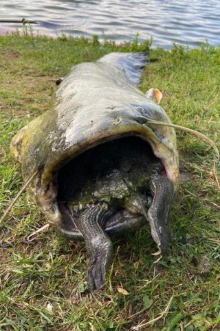 Göttingen: Die Schildkröte ist dem Fisch nicht gut bekommen. 