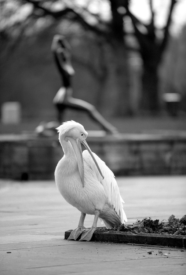 grugapark-essen-pelikan-pedro.JPG