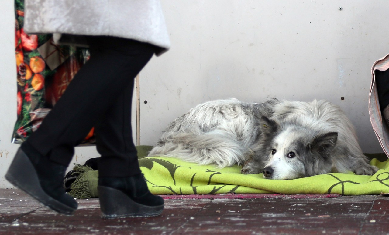 Hachiko wartet vergebens auf sein Herrchen. Mittlerweile ist er beim Krankenhauspersonal bekannt.